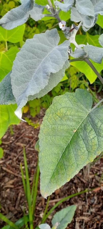 Albero delle farfalle 7