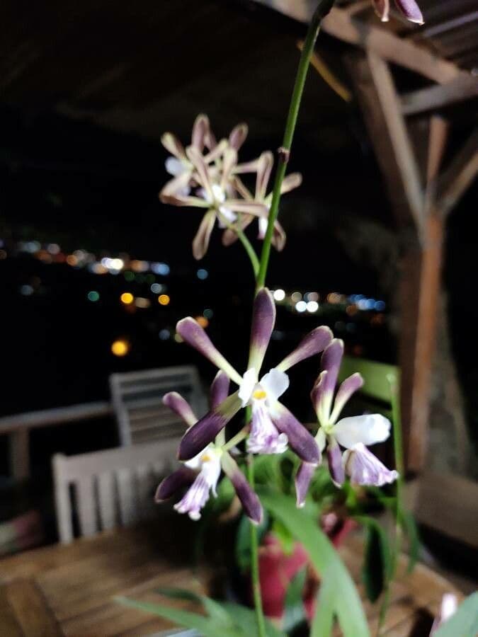 Encyclia 2