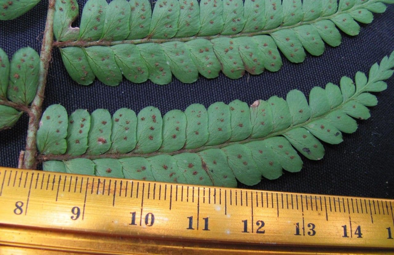 Polystichum platyphyllum 2