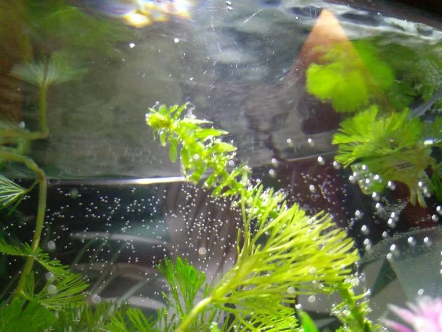 Elodea de Canadá 17