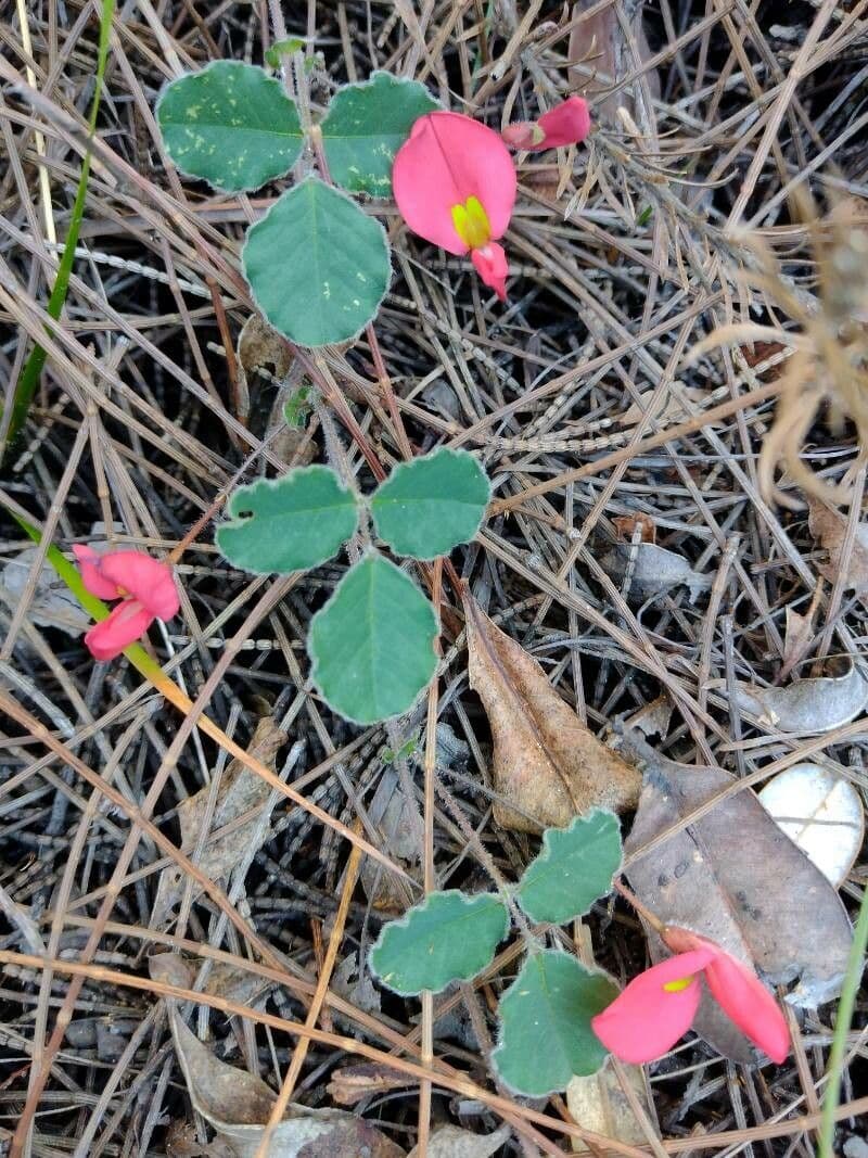 Kennedia prostrata 5