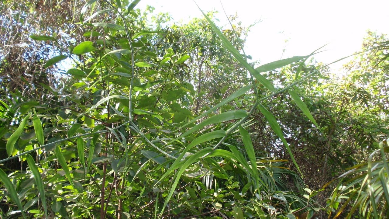Flagellaria indická 22