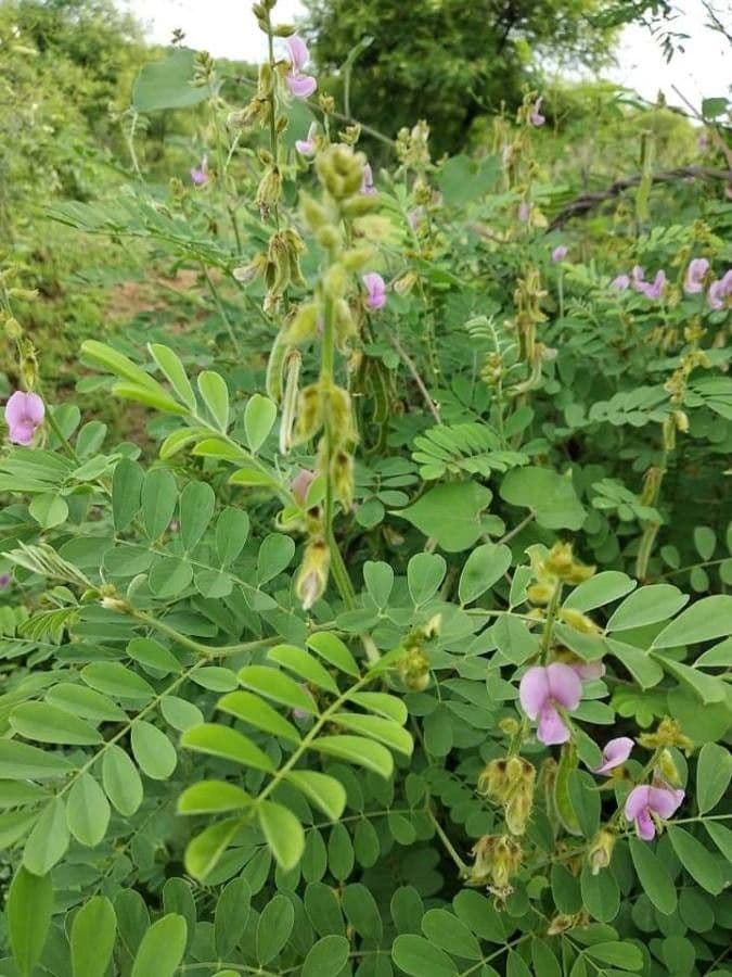 Tephrosia 8