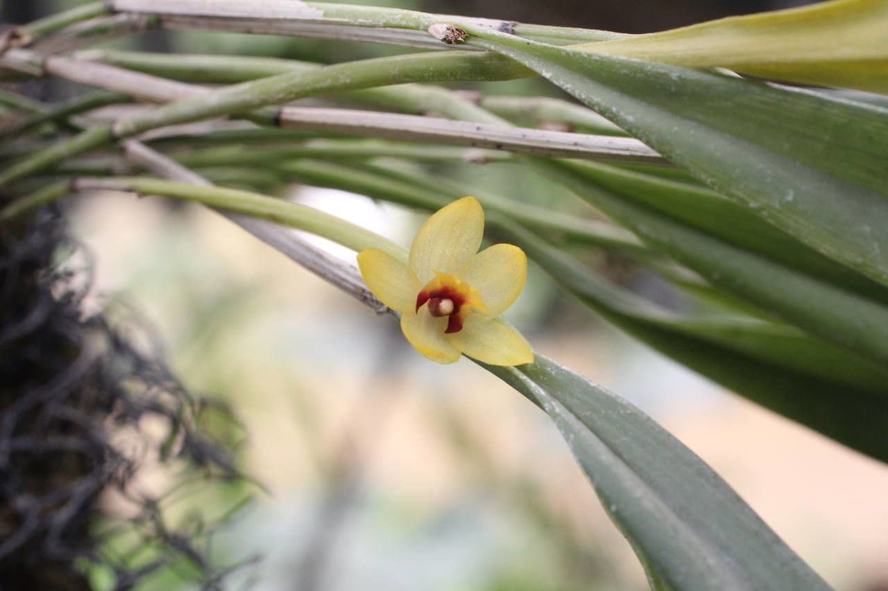 Octomeria 2