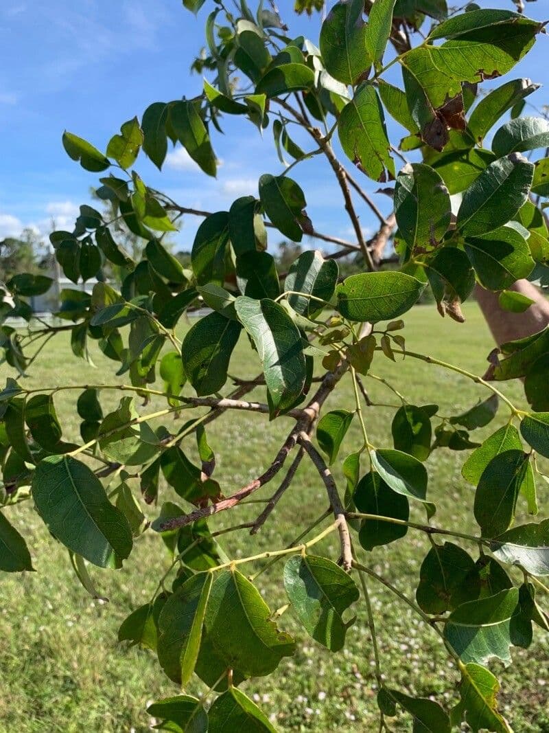 Piscidia piscipula 7
