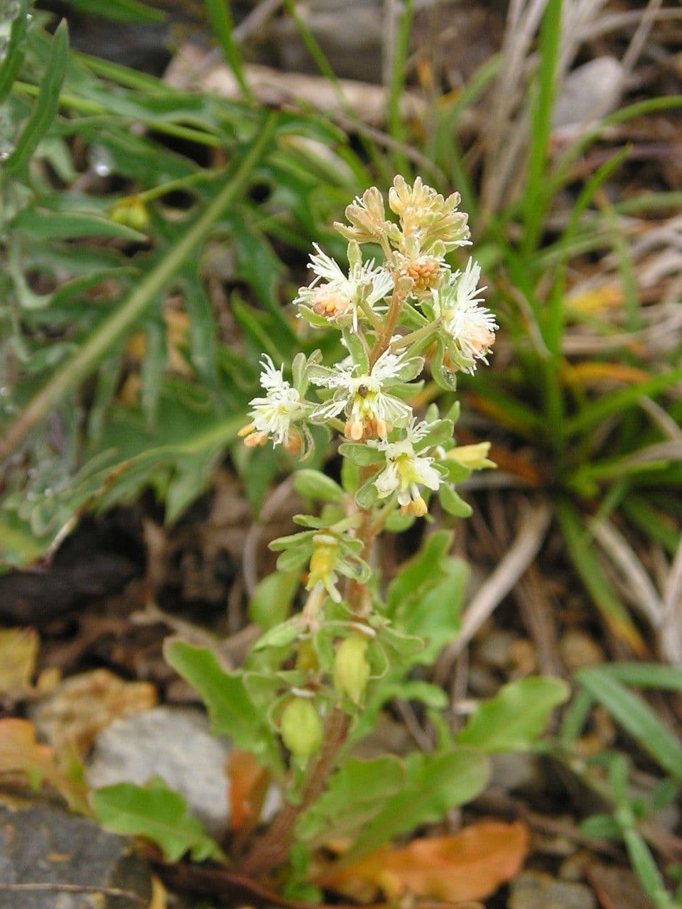Reseda comune 29