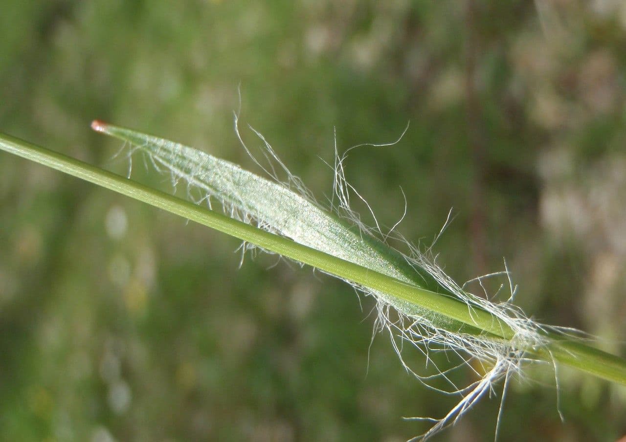 Erba lucciola comune 24