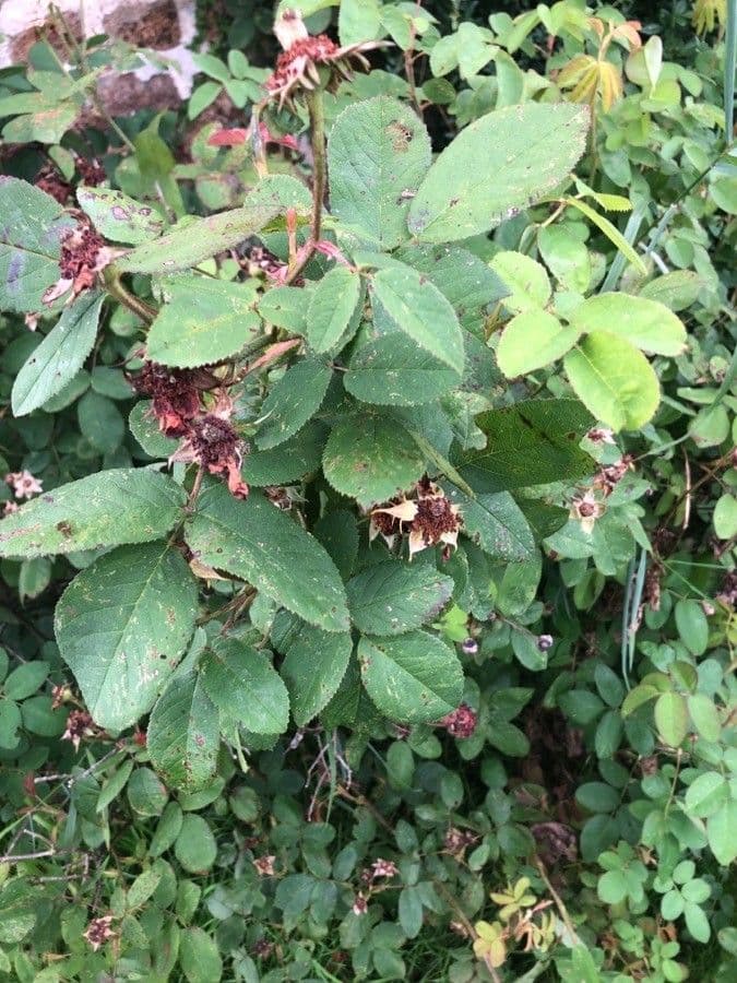 Apfel-Rose 17