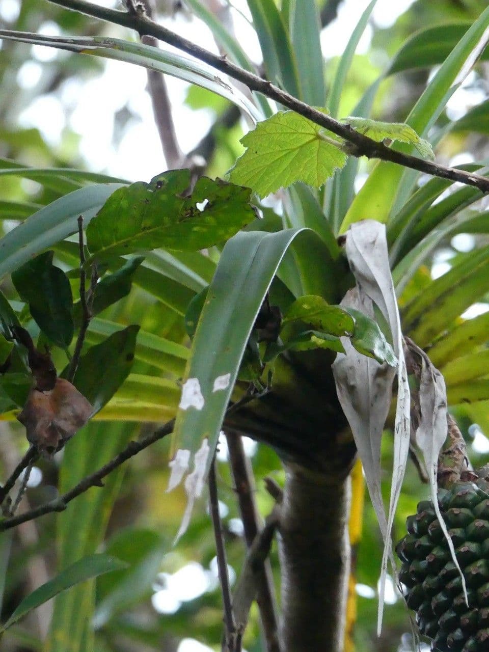 Pandanus 12