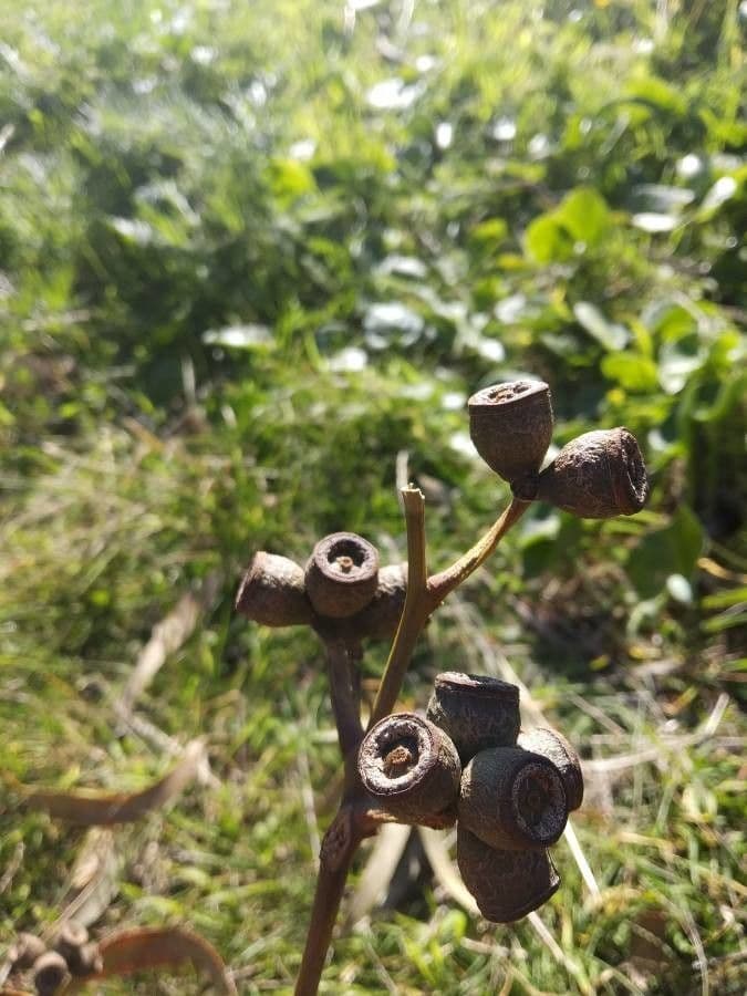 Robust-Eukalyptus 9