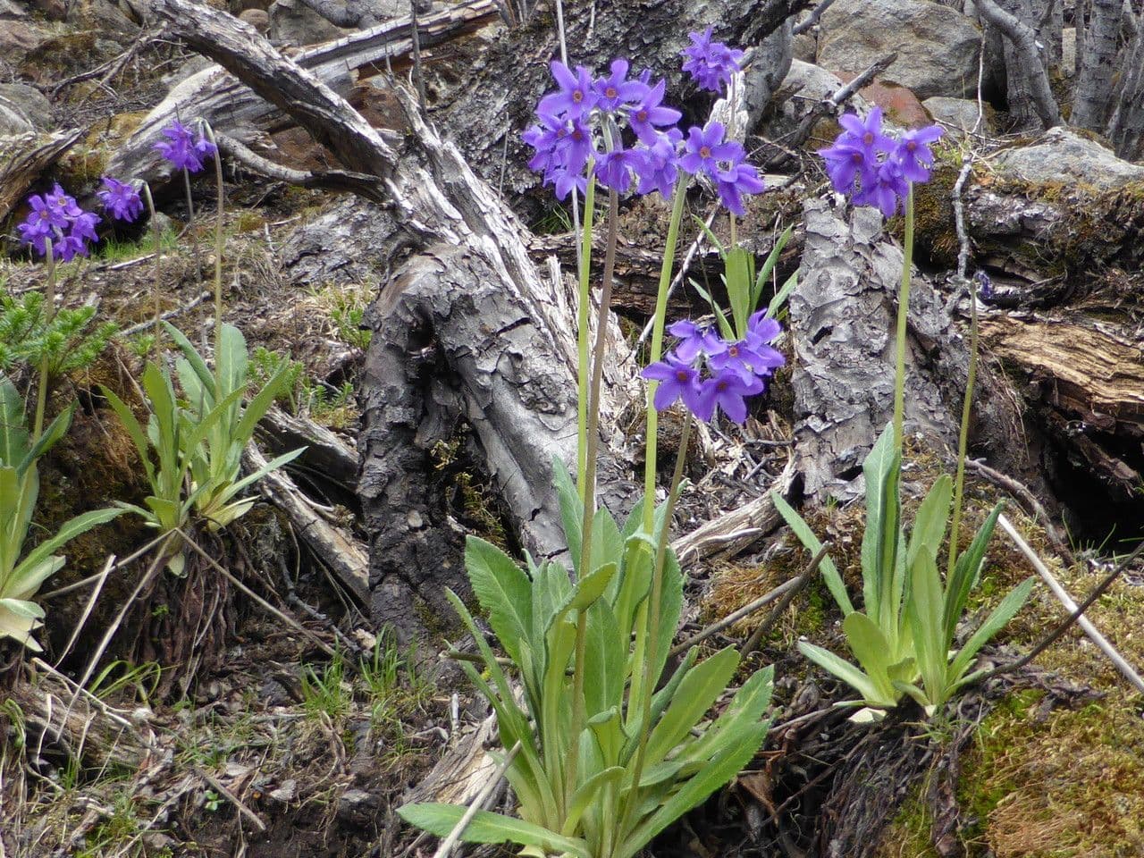 Primavera macrophylla