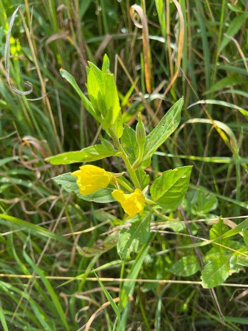 Pupalka chlupatá 3