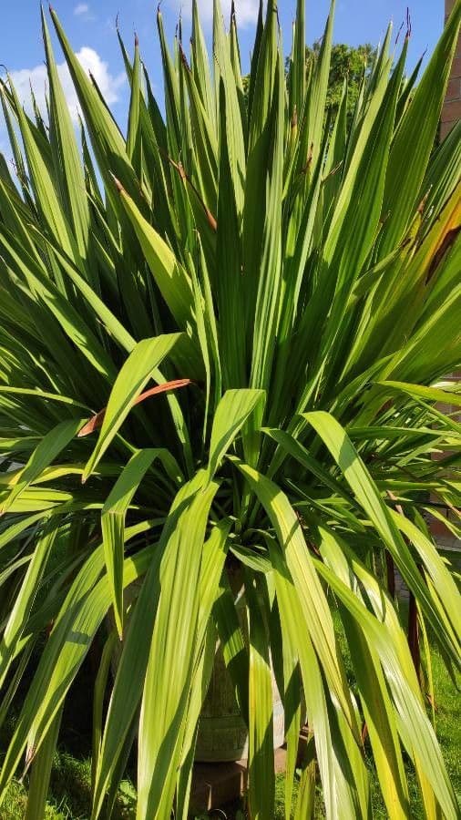 Pandanus tectorius 13