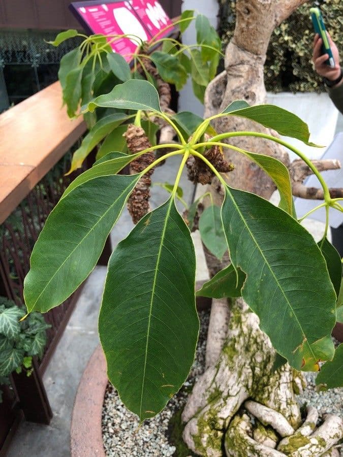 Albero del cotone 19