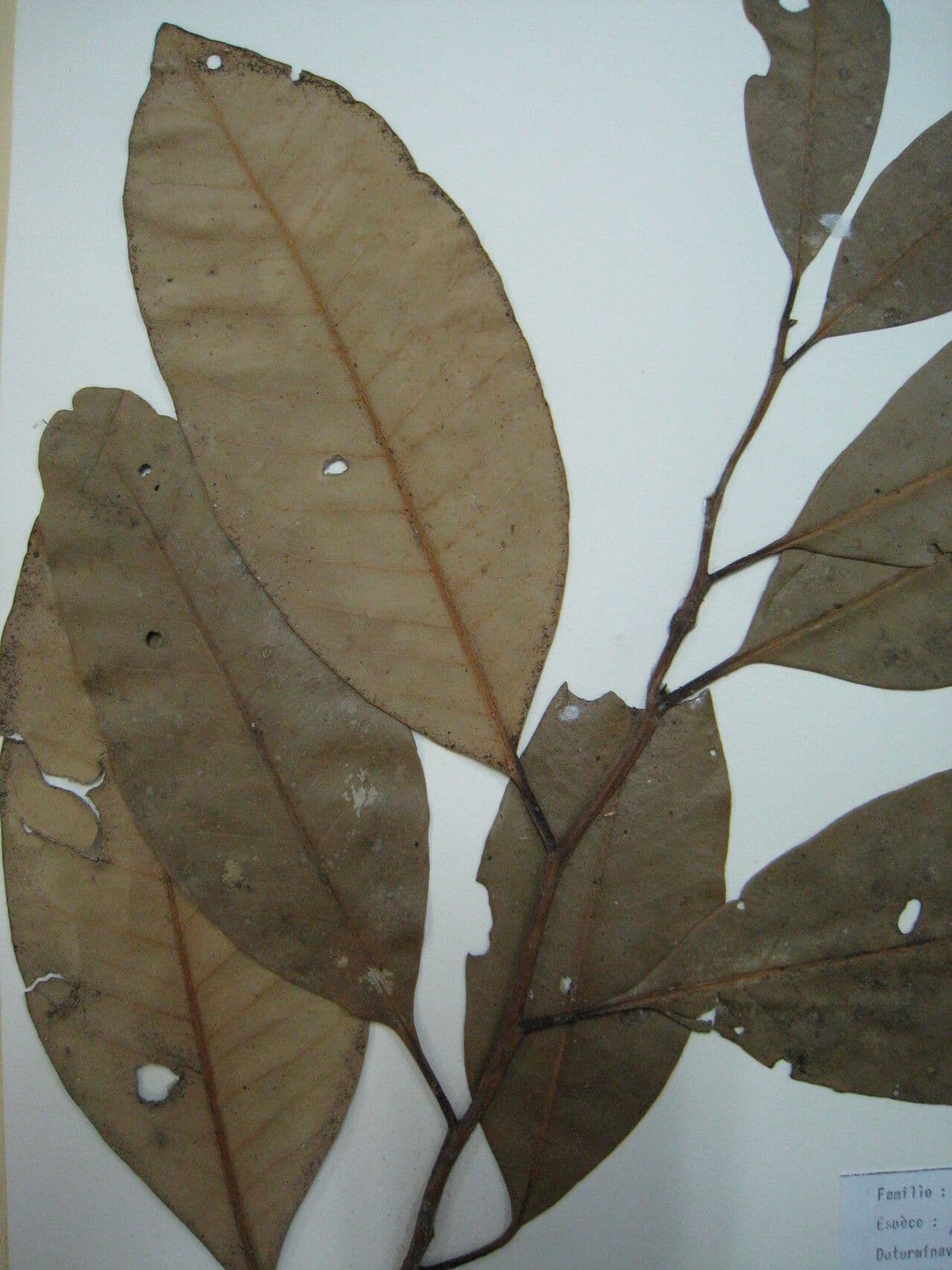Perillo 6