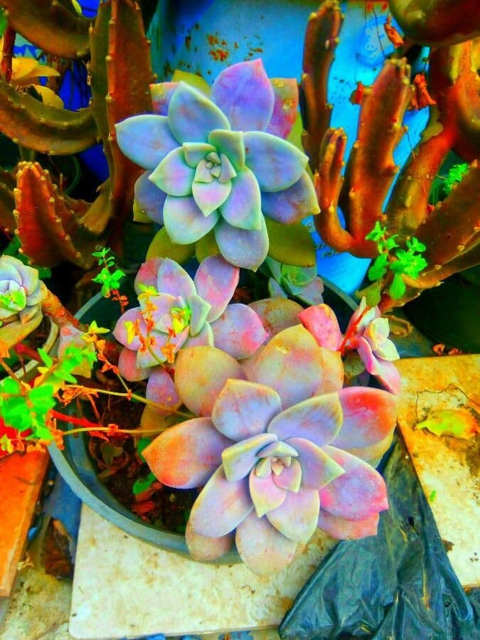 Graptopetalum