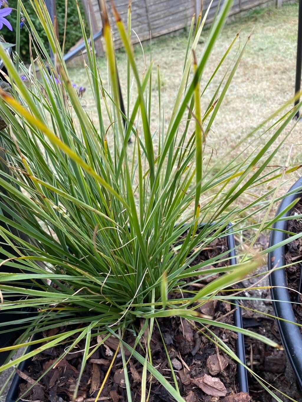 Festuca 9