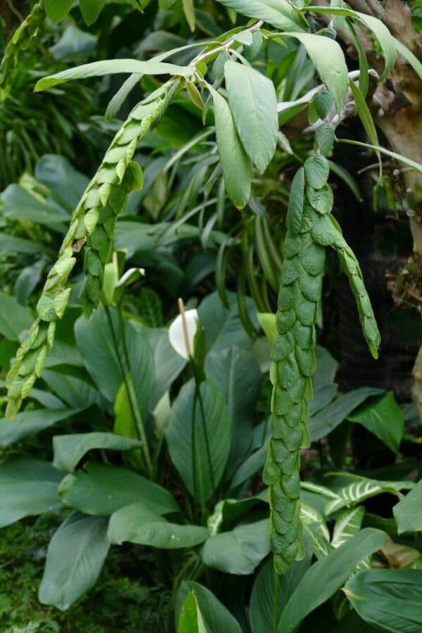 Phyllodium 7