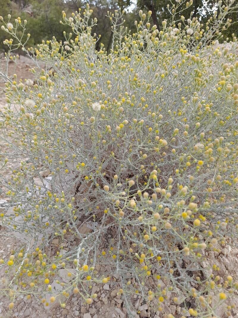 Pulicaria 10