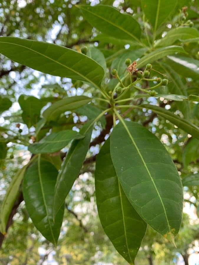 Cyrtophyllum 4