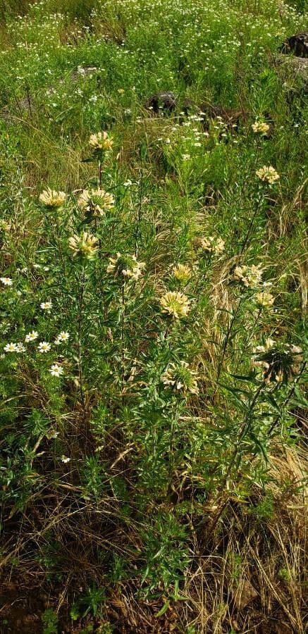 Collomia grandiflora 24