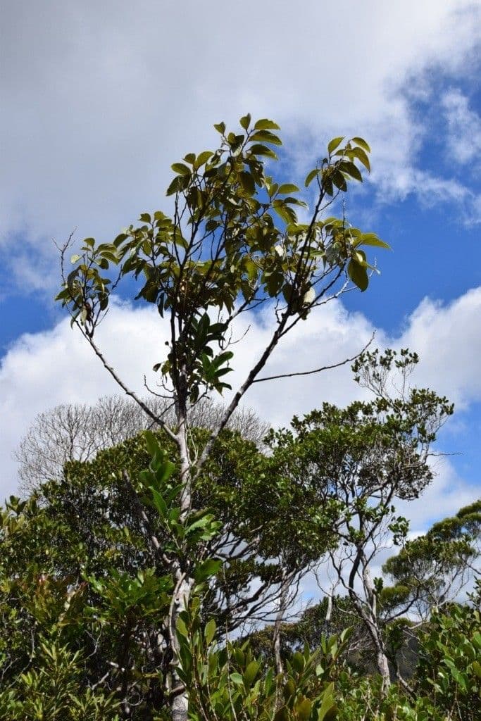 Cryptocarya 6