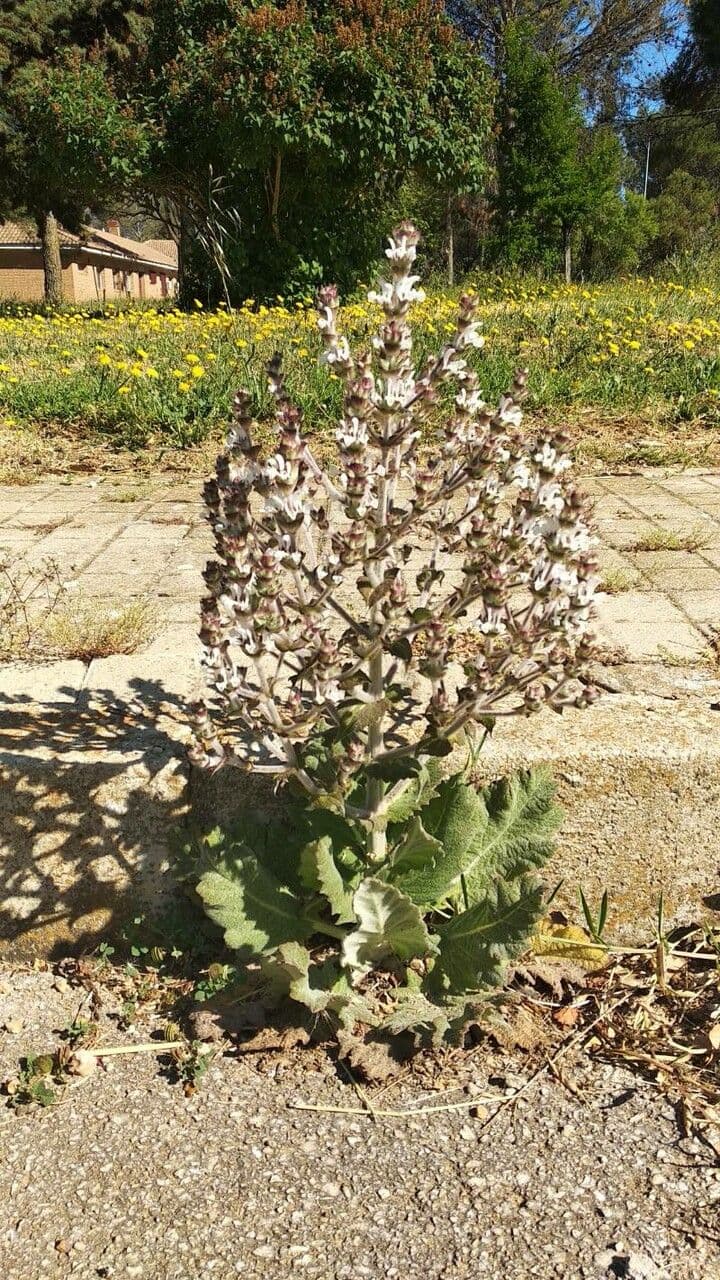 Salvia etiope 6
