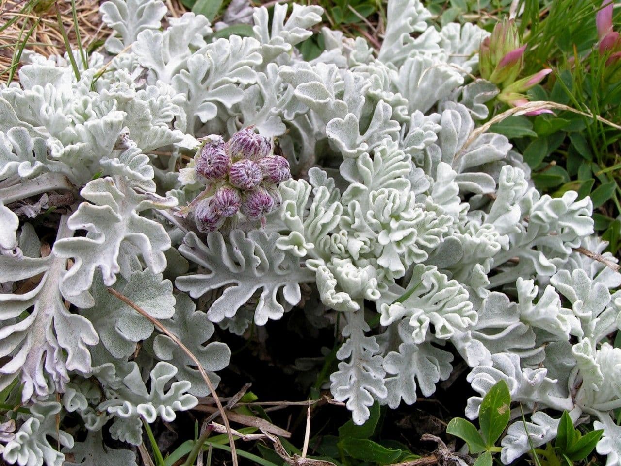 Senecio leucofillo 22