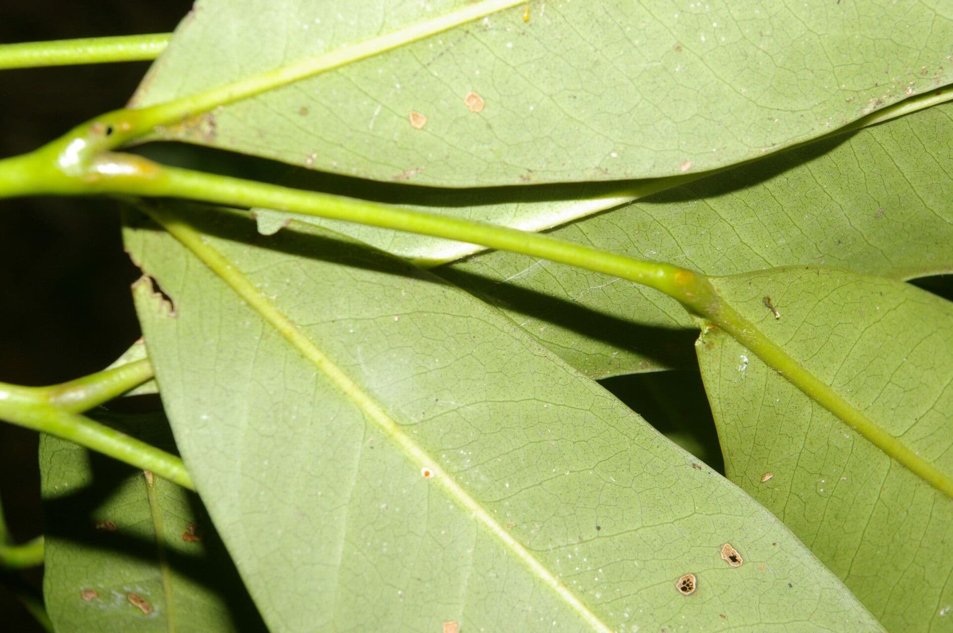Aceitillo 11