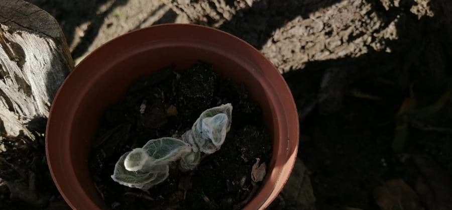 Tradescantia 12