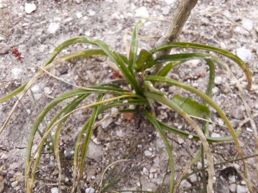 Moraea 14