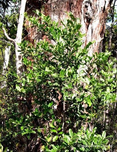 Diospyros 9