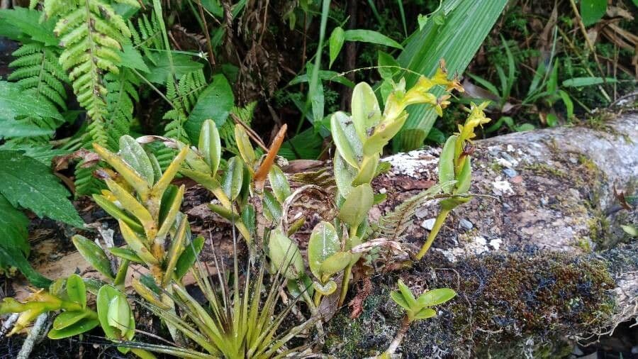 Epidendrum 7