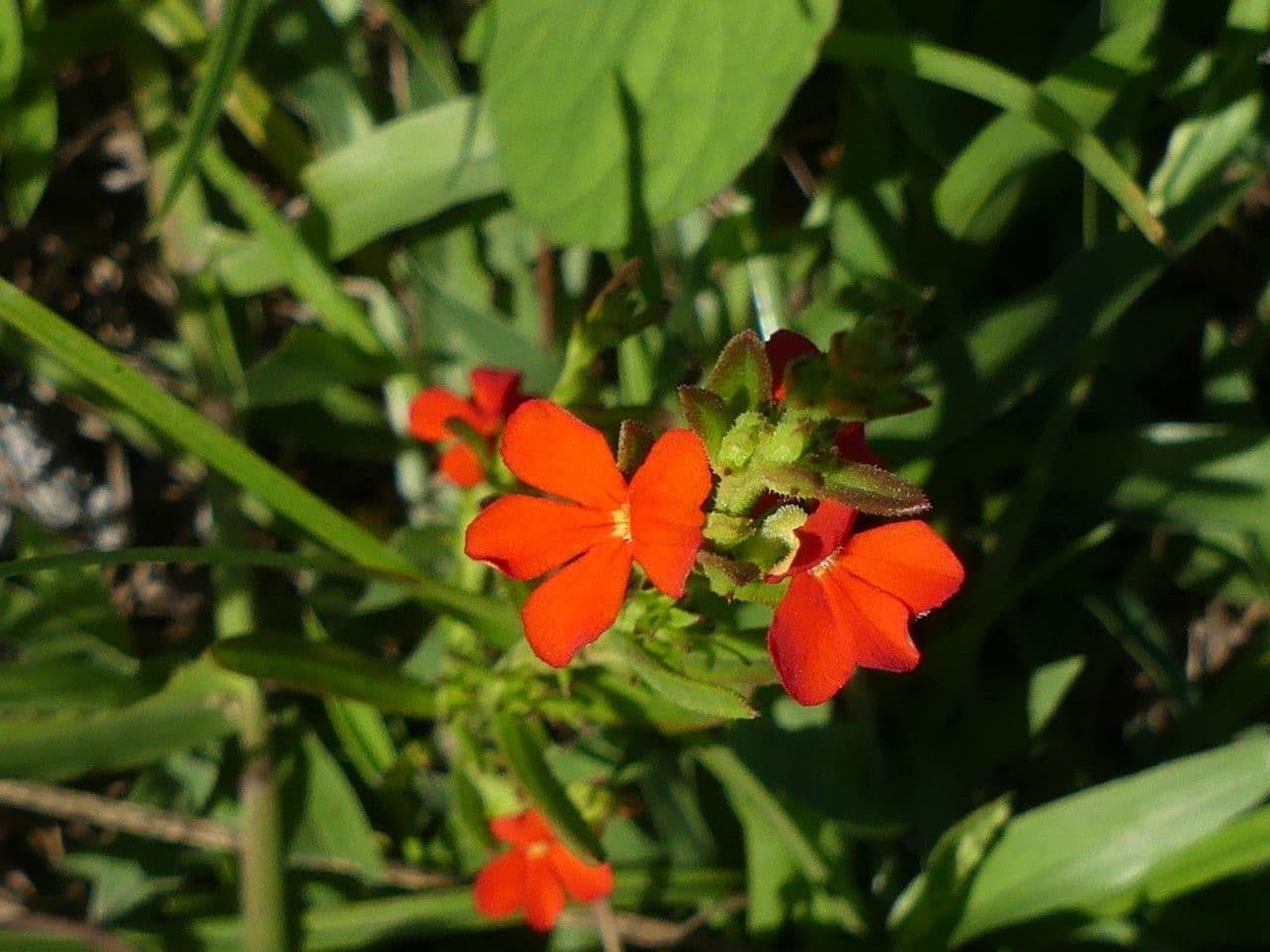 Striga 5