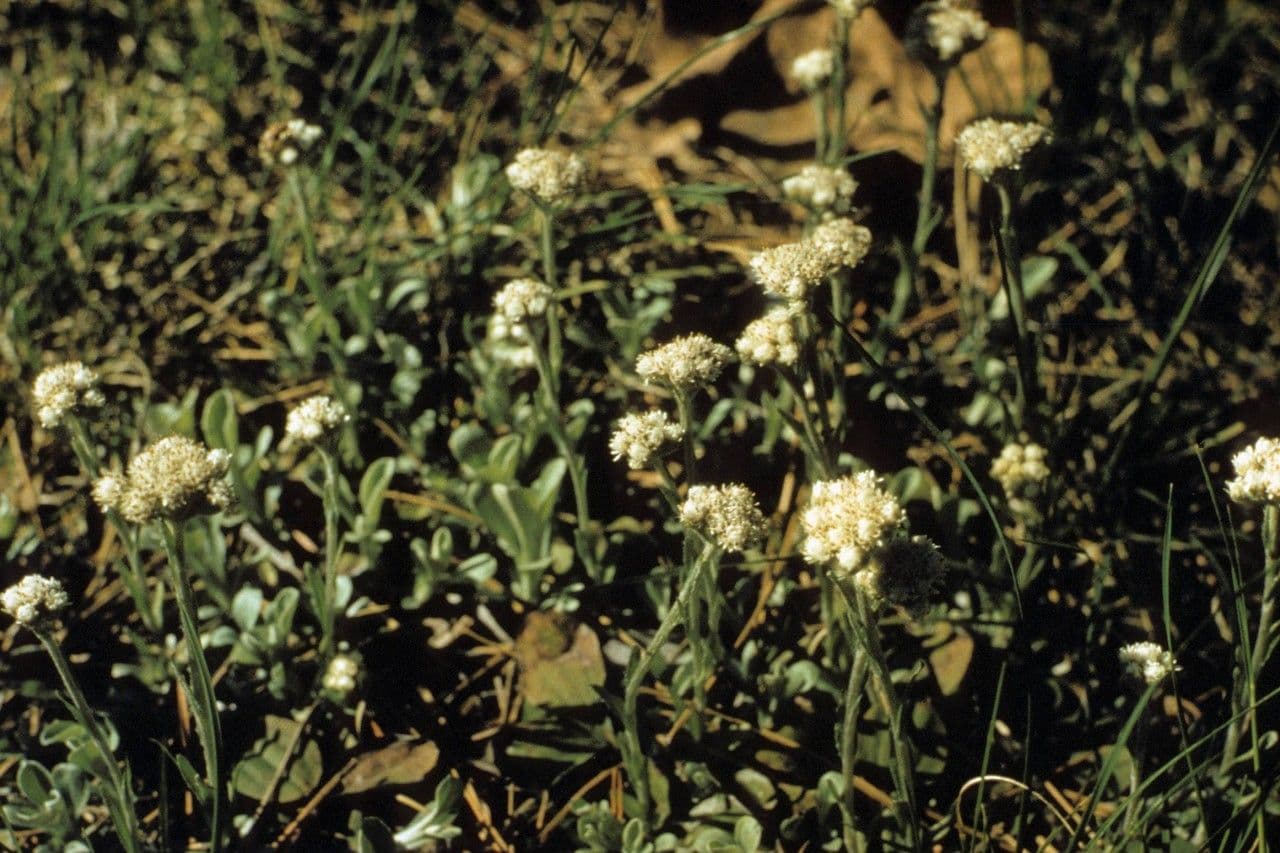 Antennaria de hoja de llantén 13