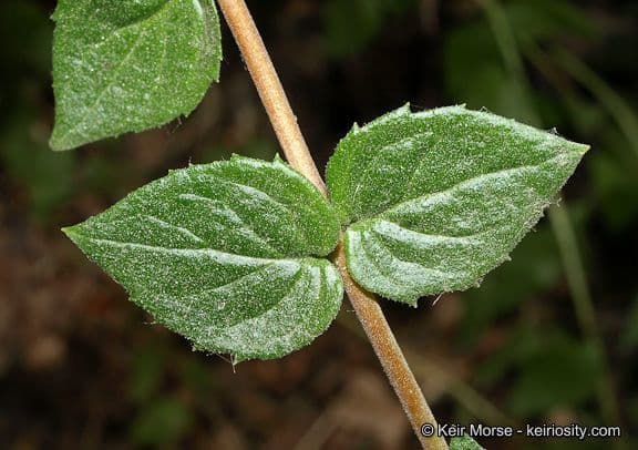 Keckiella cordifolia 17