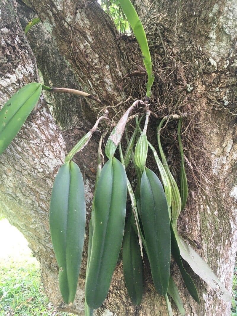 Orchidea ombrello pallida 20