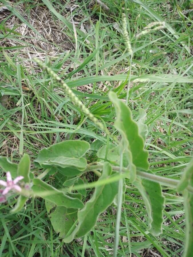 Oxypetalum 16