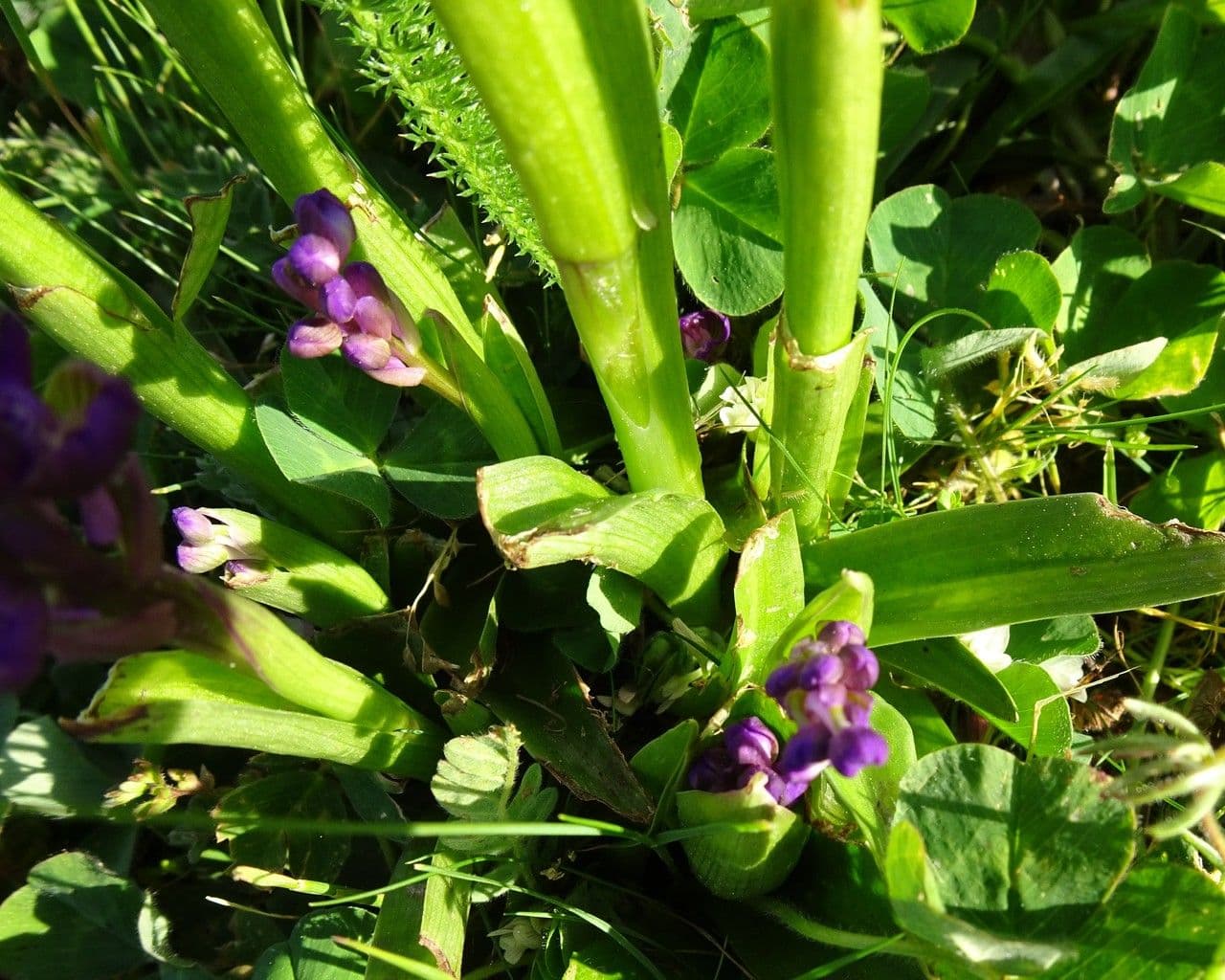 Orchide minore 16
