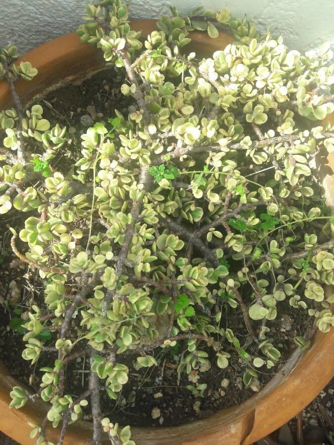 Portulacaria afra
