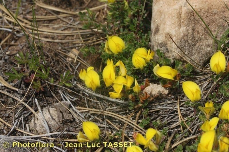 Ononis striata 21