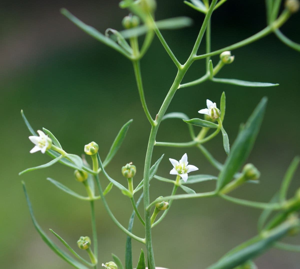 Thesium linofilo 27