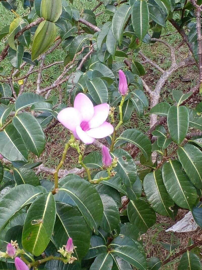 Cryptostegia 7