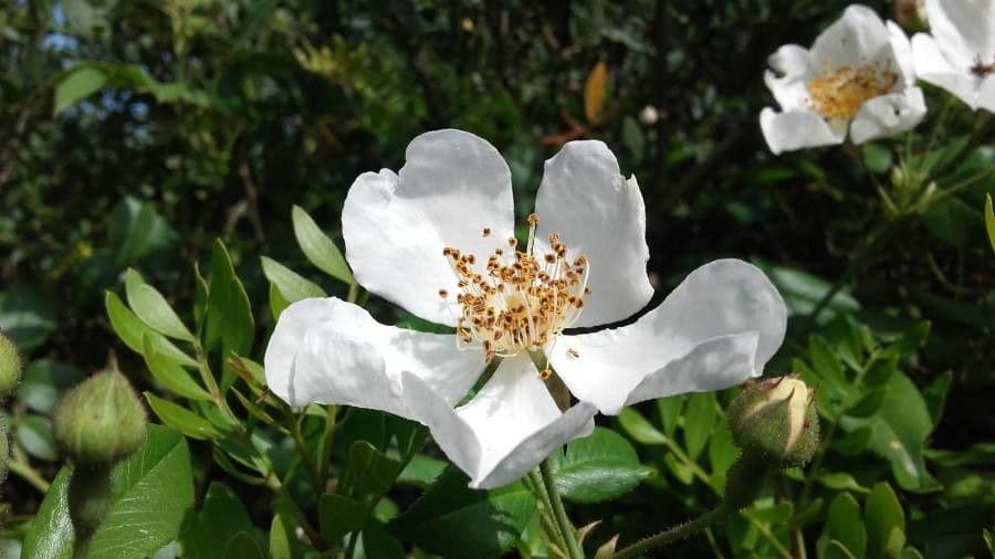 Immergrüne Rose 9