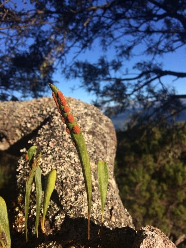 Pleopeltis macrocarpa 14