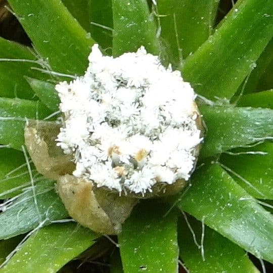 Paepalanthus 4
