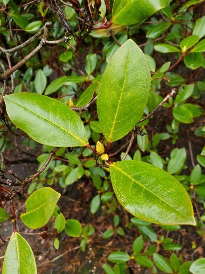 Rododendron karolínský 5