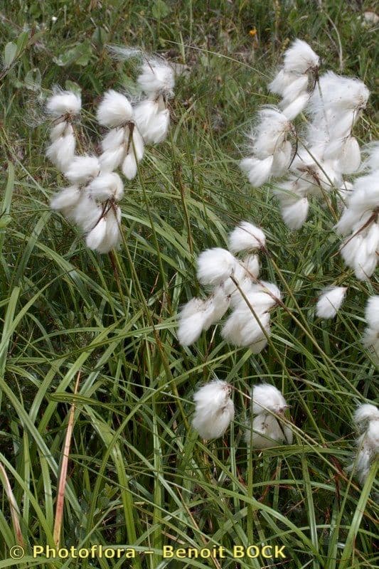 Breitblättriges Wollgras 27