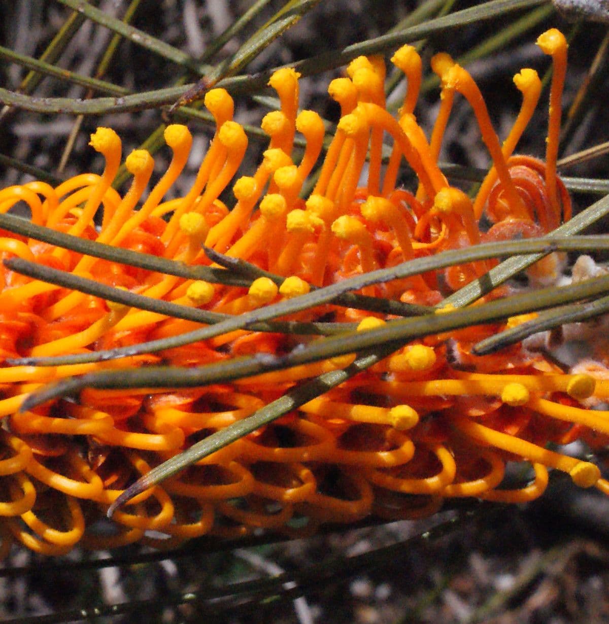 Grevillea 3