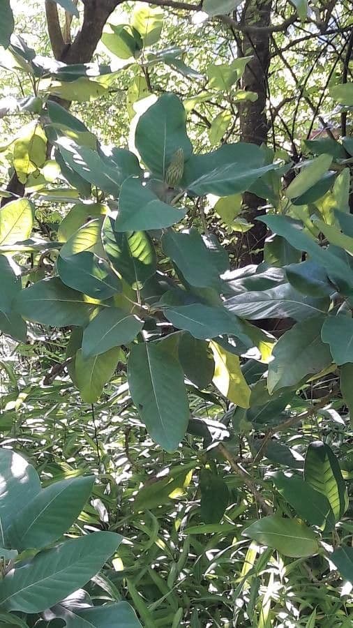 Magnolia 14